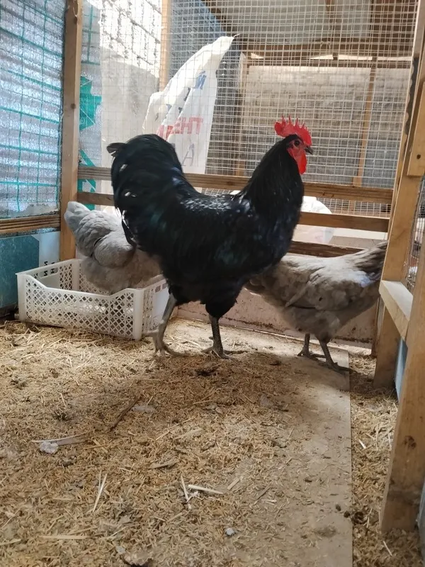 Adler uheyul Jersi va avstarlob tuhumlari bor 4 Adler uheyul Jersi va avstarlob tuhumlari bor 4