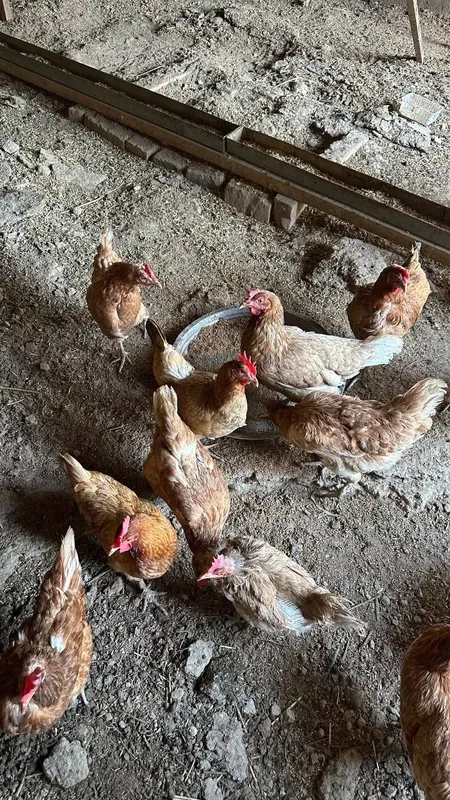 Tovuqla sotiladi tuxum qoyadi xammasi braklari yoq 3 Tovuqla sotiladi tuxum qoyadi xammasi braklari yoq 3