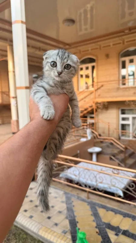 British Shorthair mushukcha sotiladi! British Shorthair mushukcha sotiladi!