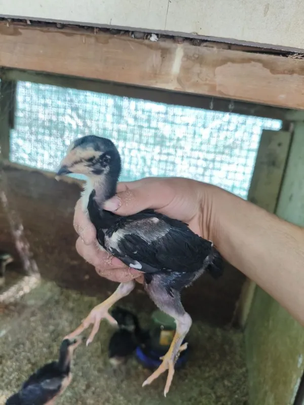 Dakan jojala sotiladi 1 oyli aralash 3 Dakan jojala sotiladi 1 oyli aralash 3