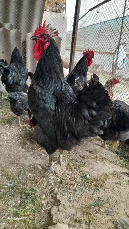 Qora shaxzoda xorozlari sotiladi gigant poroda