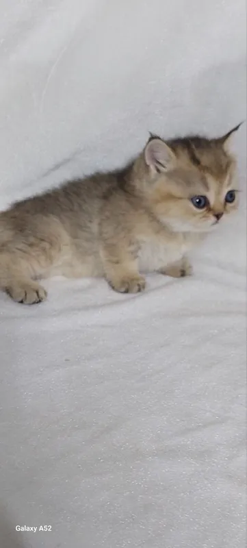 животные кошки 4 животные кошки 4
