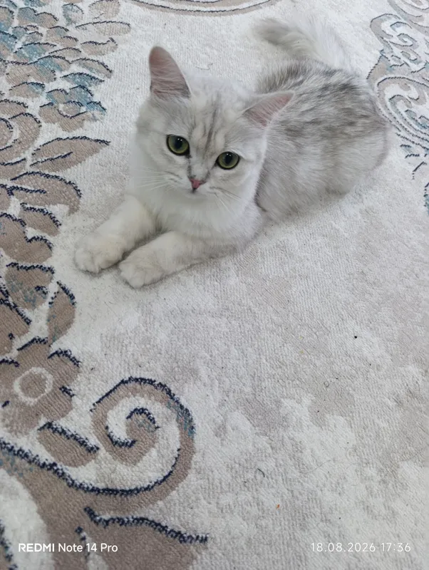 Mushuk British Shorthair zotdor 4 Mushuk British Shorthair zotdor 4