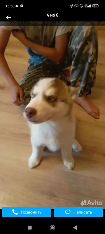 Xaski haski bolalari sotuvda 4
