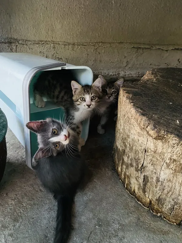 Котята в добрые руки 3