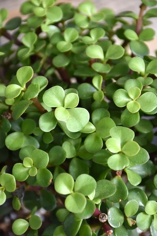 Портулакария афра (Portulacaria afra) — 25 см — фото 2
