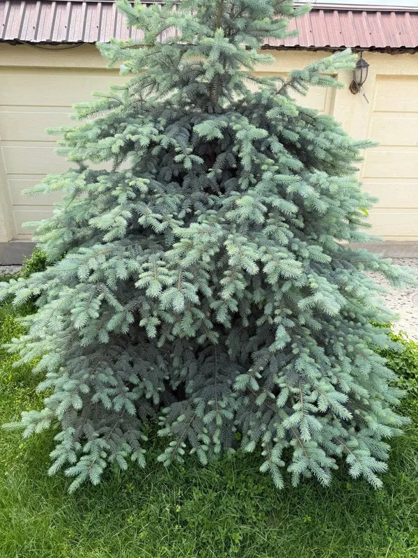 Oq archalar 3 ta. boyi 1,80 dan baland — фото 4