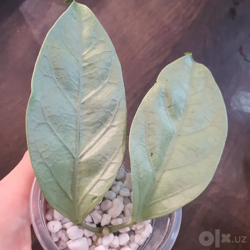 Hoya coriacea Silver 1 Hoya coriacea Silver 1