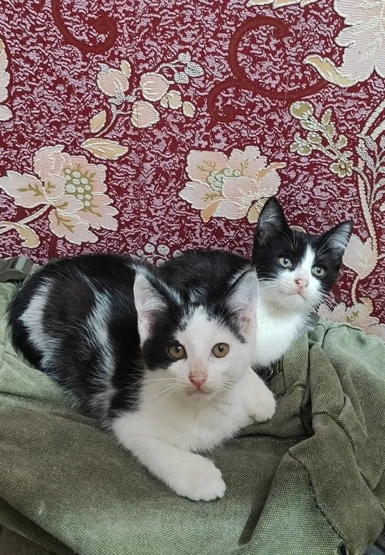 Котята 2 месяца. Мальчики. — фото 7