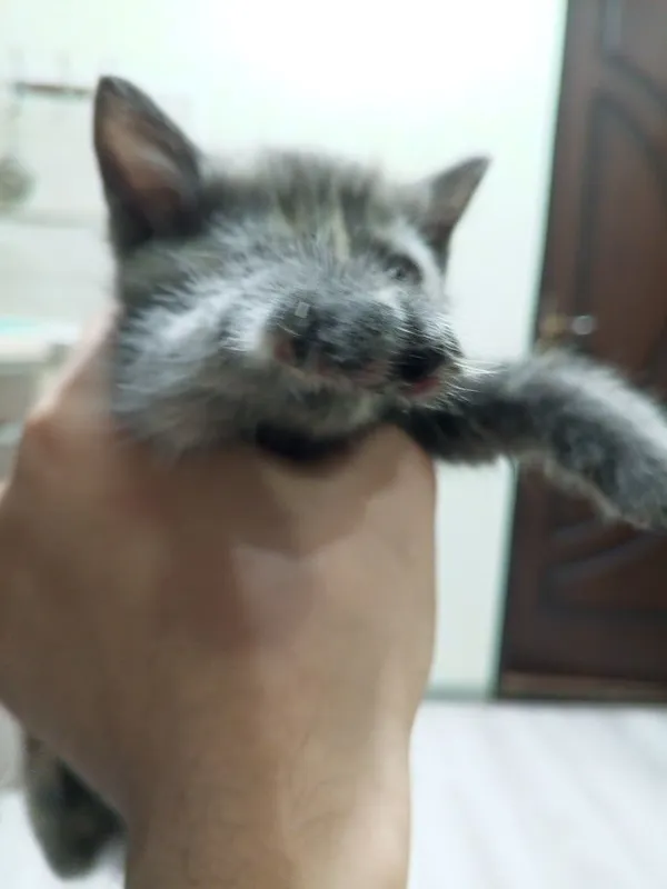 Котёнок в хорошие руки 5