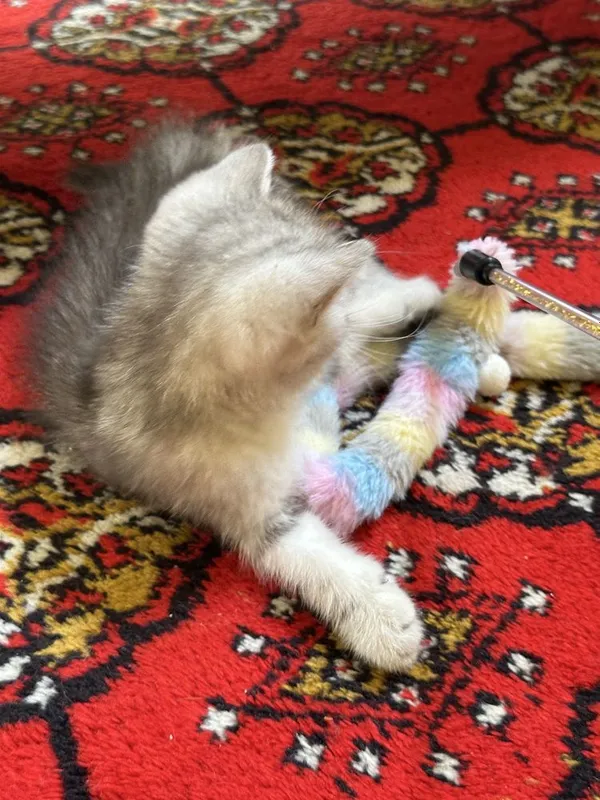 Очаровательный котонек британской шиншиллы, brintanskiy shinshilla 6 Очаровательный котонек британской шиншиллы, brintanskiy shinshilla 6