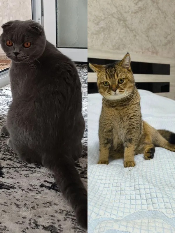 Продаются котята