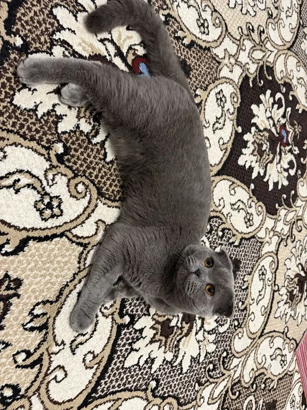 Scottish fold mushuk 3 Scottish fold mushuk 3