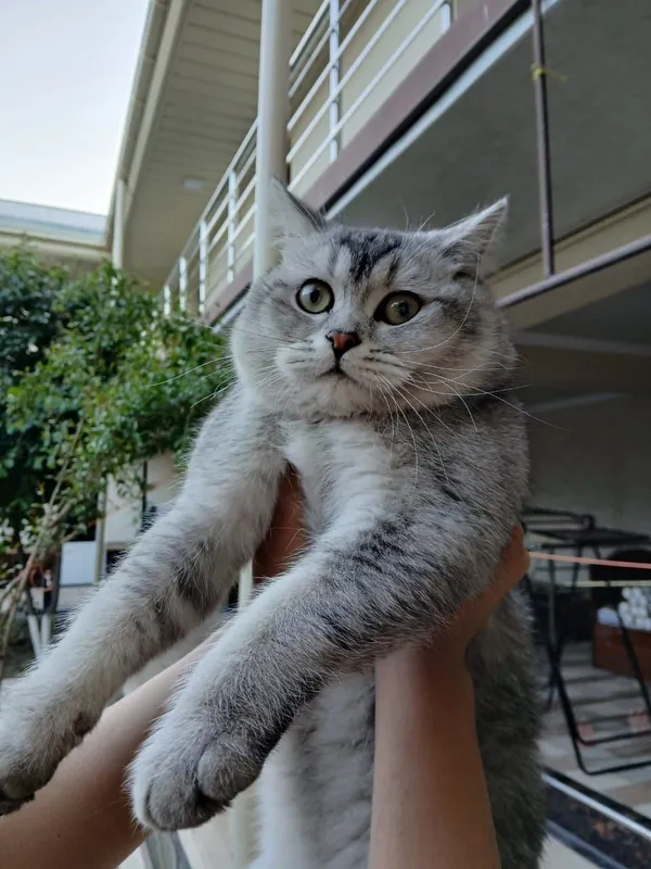 Шикарный британский кот silver tabby для вязки Самарканд — фото 1