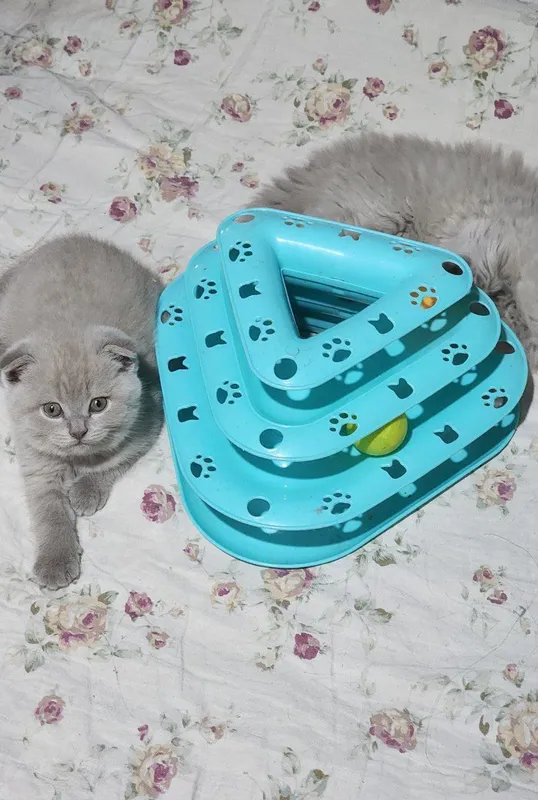 Чистокровный фолд мальчик