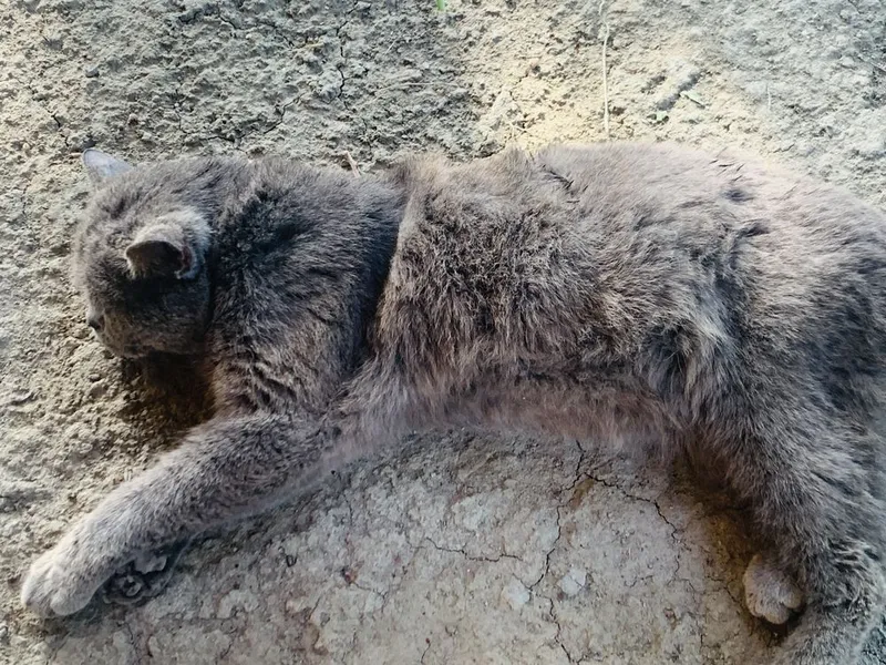 Продается кот породистый любиший хозяйна .Крупный британский кот — фото 6