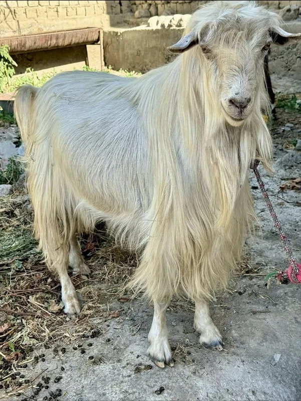 Sifatli zotli taka sotiladi