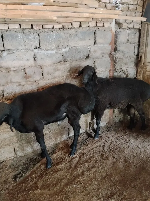 Qochqorla sotiladi qòyga qòshishga 7 Qochqorla sotiladi qòyga qòshishga 7