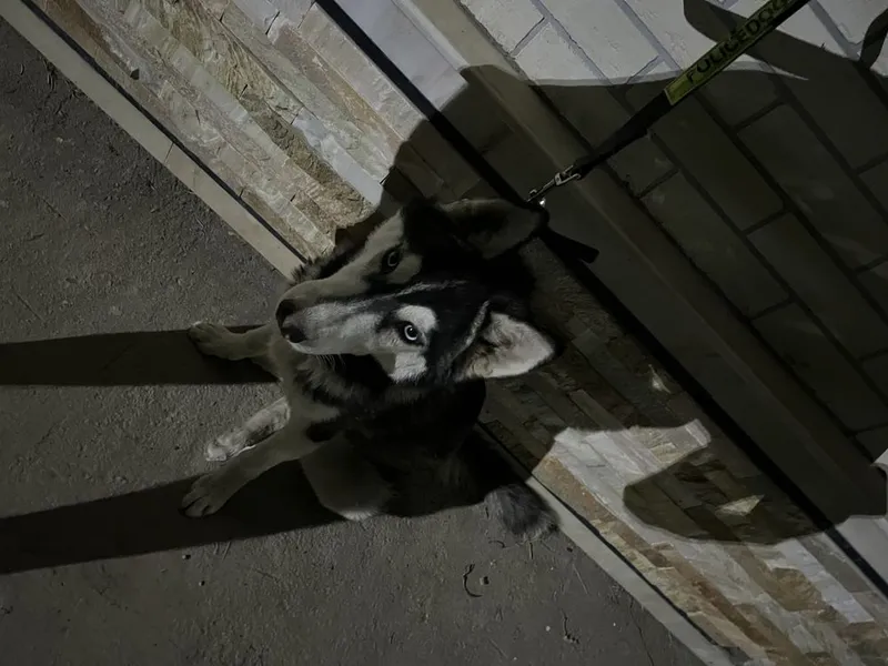 haski sotiladi toza zotli 6oylik pasporti bor erkak 1 haski sotiladi toza zotli 6oylik pasporti bor erkak 1
