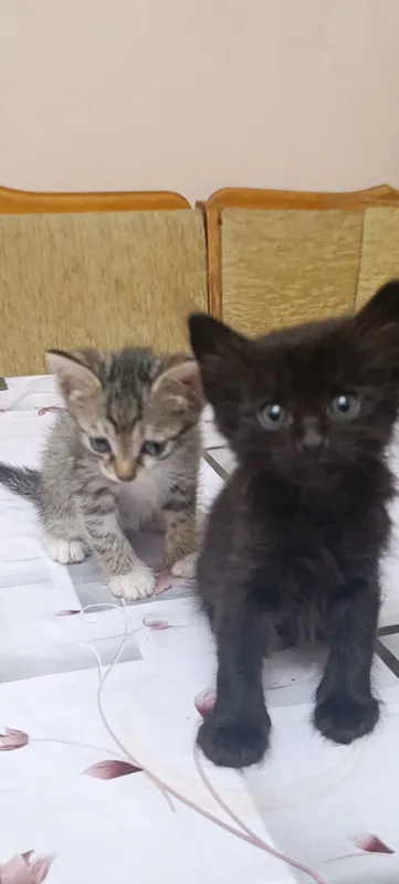 котята бесплатно в добрые руки 2 котята бесплатно в добрые руки 2