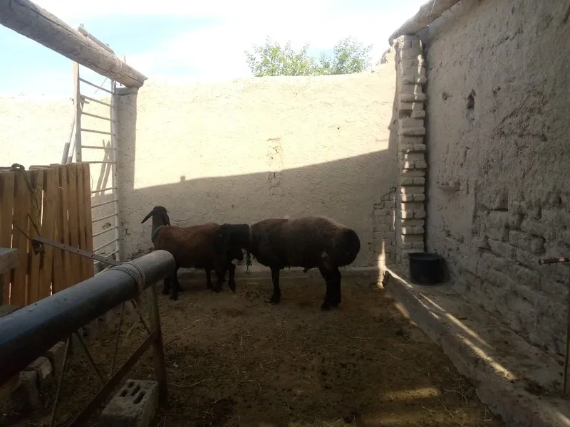 Куй кучкор сотилади