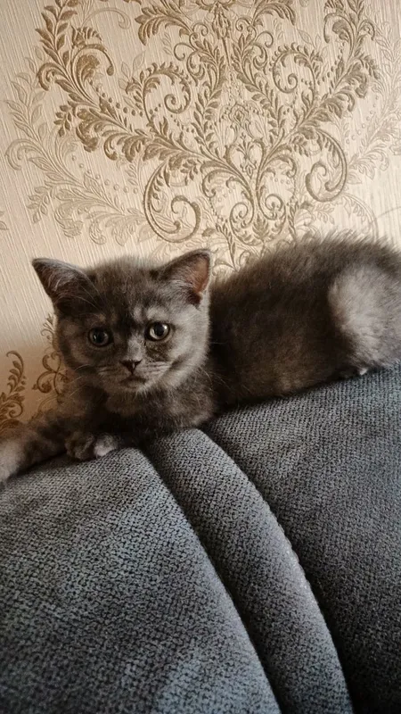Скоттиш страйт девочка редкого дымчатого окраса 2 Скоттиш страйт девочка редкого дымчатого окраса 2