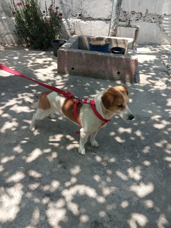 jack rassel teryer вязка qochirish erkak 1