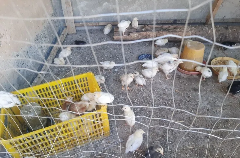 Товук ва жужалар 5