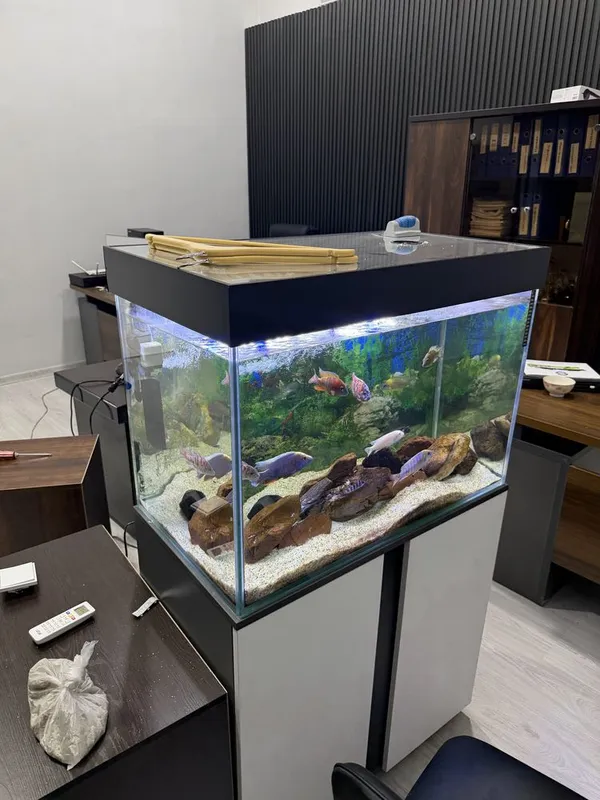 Akvarium sotiladi! Baliqlari bilan 3 Akvarium sotiladi! Baliqlari bilan 3