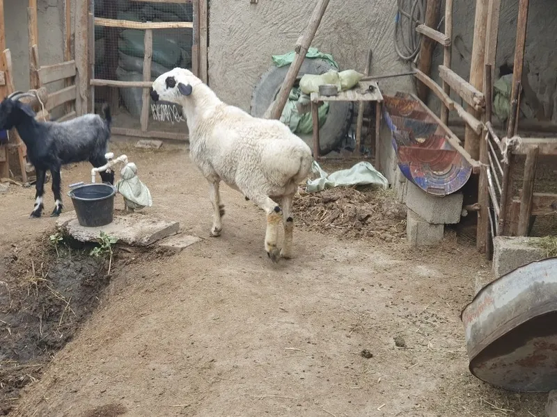 Boqilgan semiz quloqlari butun 3 yoshar qo'chqorimiz sotiladi — фото 3