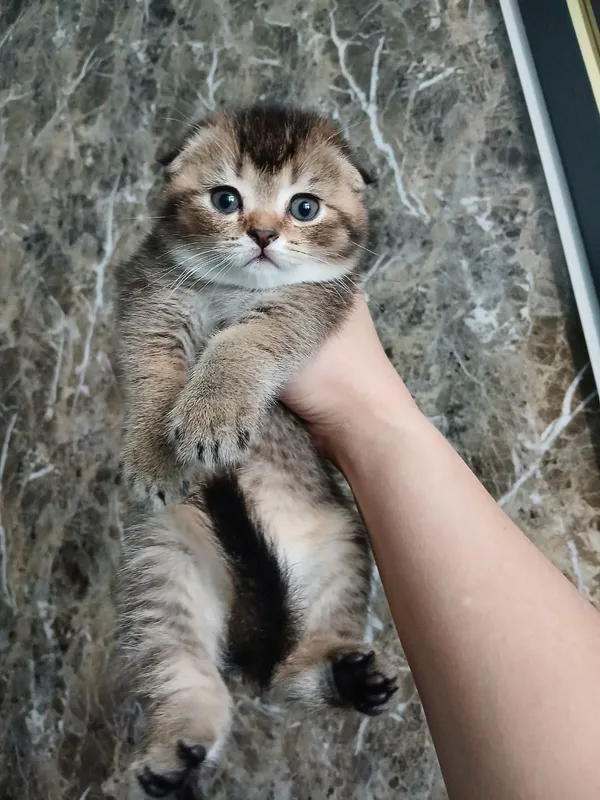 продаю котёнка девачку — фото 4