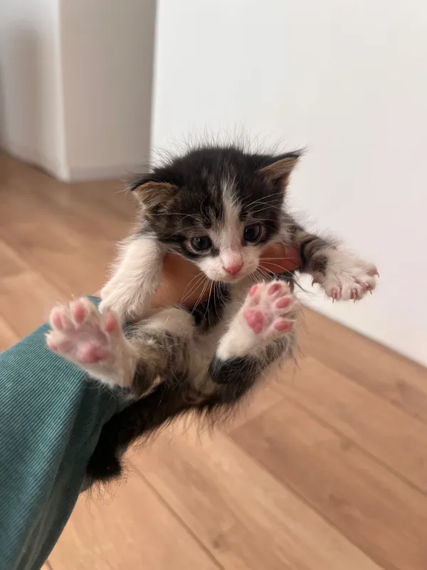 Маленькие котята