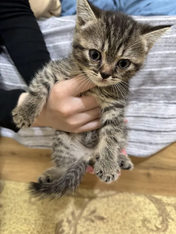 Продаются породистые котята (скоттиш страйт и скоттиш фолд) — фото 1