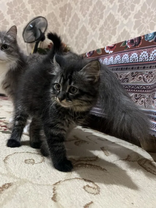 отдам в хорошие руки — фото 4