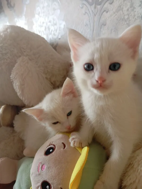 Продаются Котята — фото 1