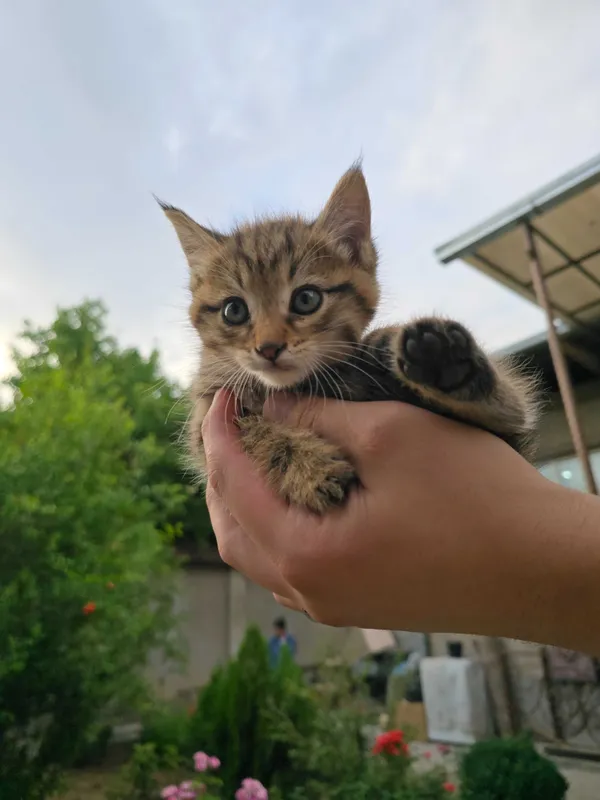 Котята ищут семьи! — фото 2