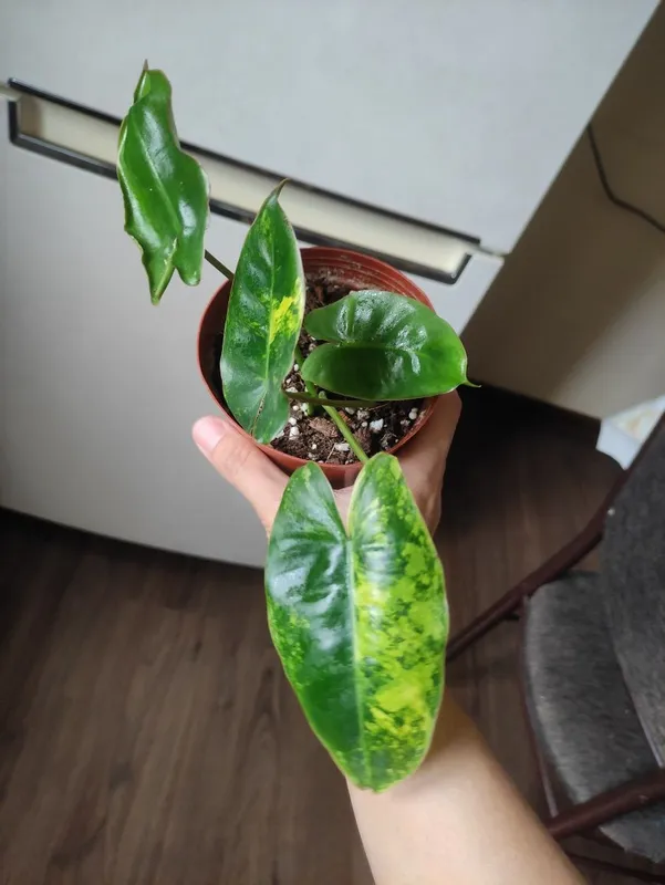 Филодендрон Бурле Макс Вариегатный (Philodendron Burle Marx Variegata — фото 2
