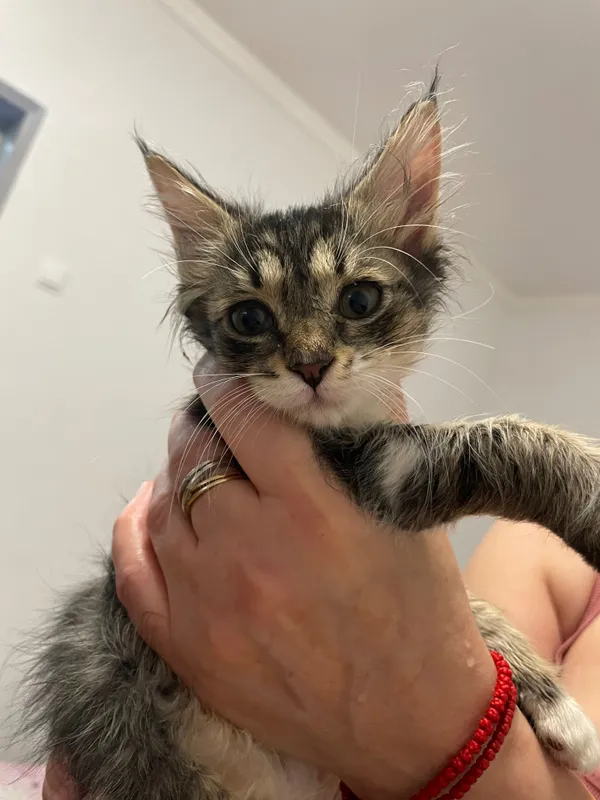 Котята бесплатно! 6