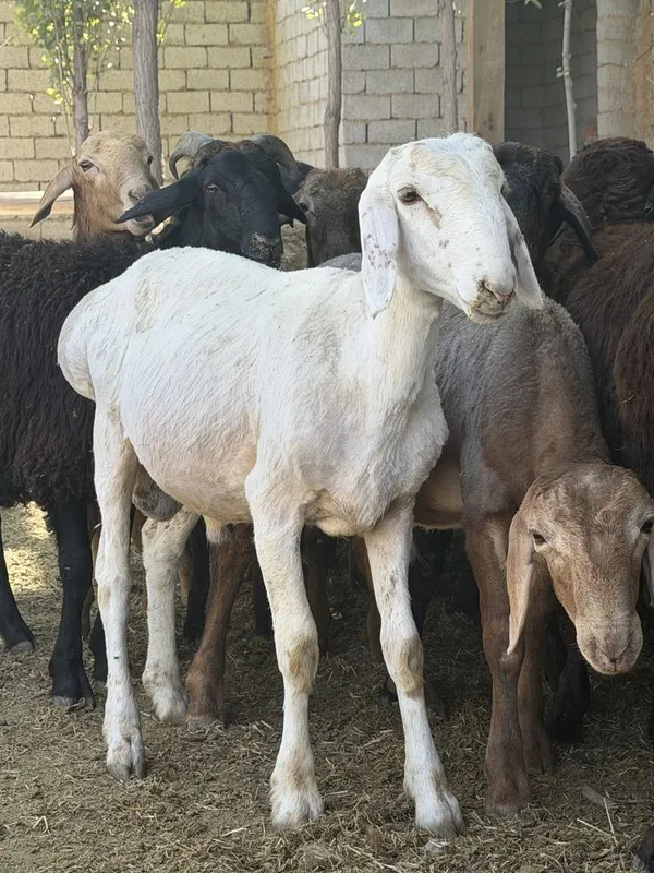 qoyla sotilad son kop narh vopshim arzon ammadan 6 qoyla sotilad son kop narh vopshim arzon ammadan 6