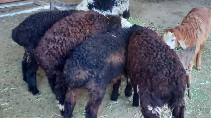 6ta egiz barra sotiladi 4