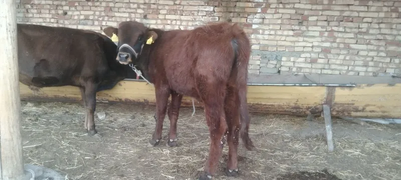 Sifatli yosh Buqqala sotiladi narxi har xil 14500 dan 17500 Milyongach