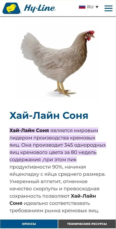 Цыплята 100 % курочки несушки Хай Лайн соня. Жужалар Jojalar — фото 6