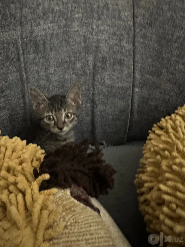 Котята маленькие домашние 4 Котята маленькие домашние 4