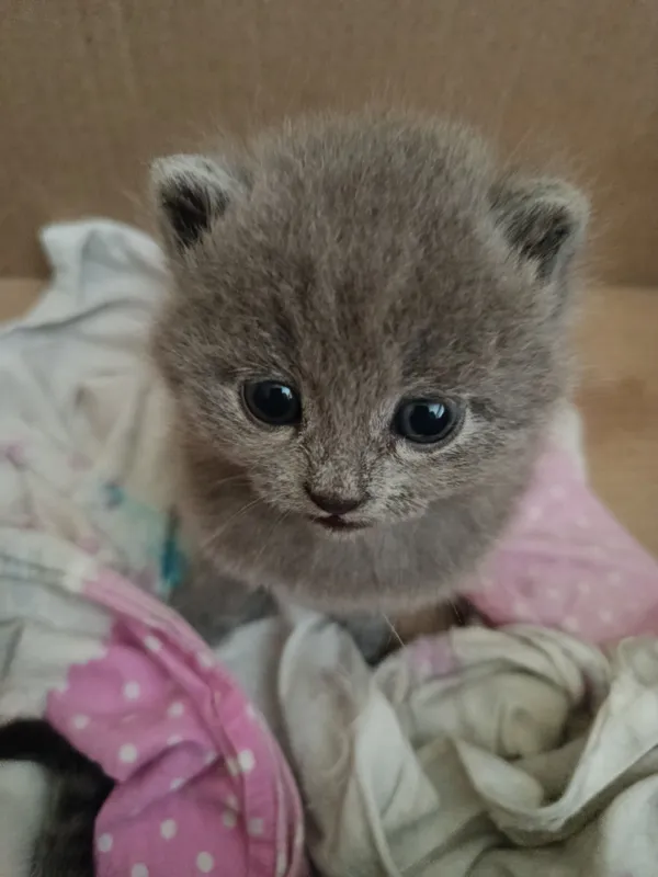Новорожденные британские котята — фото 2