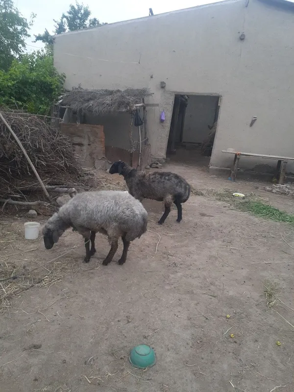 Yaxwi boqilgan qisir qoylar soyiladi. 7 mlndan har biri .