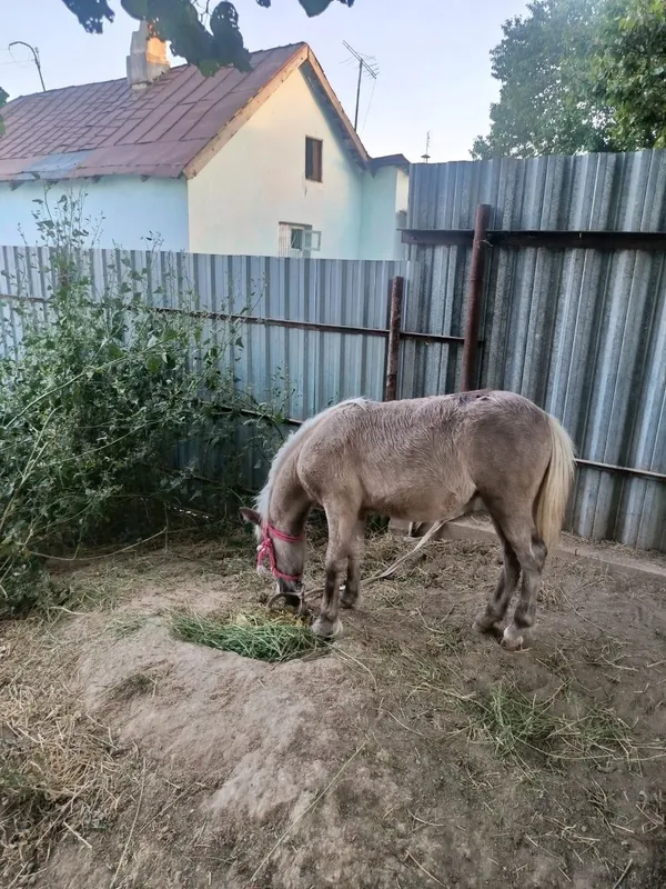 Пони той сотилади 1 Пони той сотилади 1