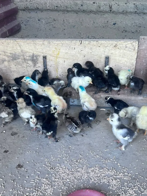Корейский японка ва оддий японка жужалари — фото 1
