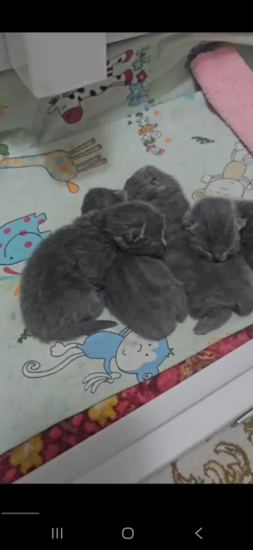 Очаровательные котята голубые правильной вязки. Скоттиш — фото 2
