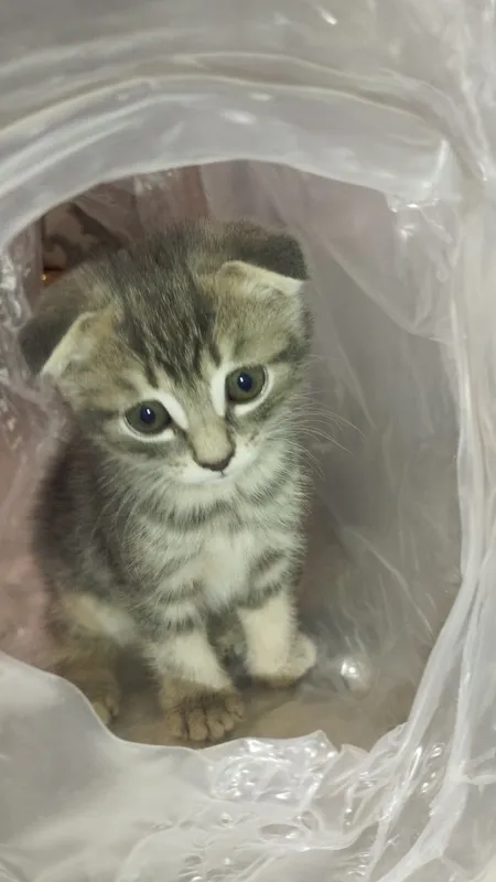 Scottish fold mushukchalar sotiladi 2