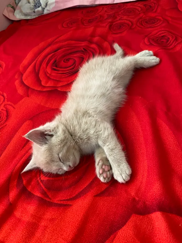 Котёнок.             Сдам в хорошие руки 3